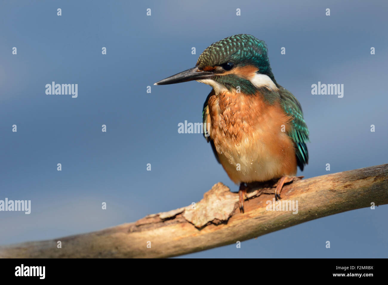 Aufmerksame Eisvogel / Kingfisher / Eisvogel (Alcedo Atthis) im Rampenlicht vor nettes blauen Hintergrund. Stockfoto