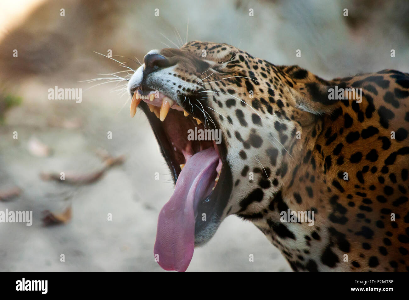 Jaguar (Panthera onca) ist der größte Vertreter der Katzenfamilie in Südamerika. Stockfoto