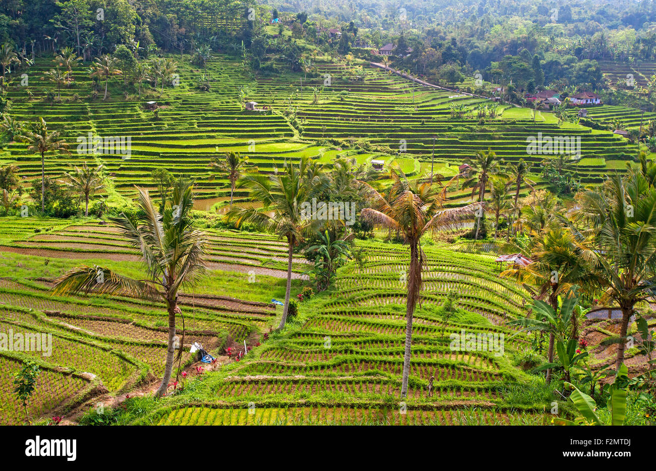 Jatiluwih Reisfelder, Bali Stockfoto