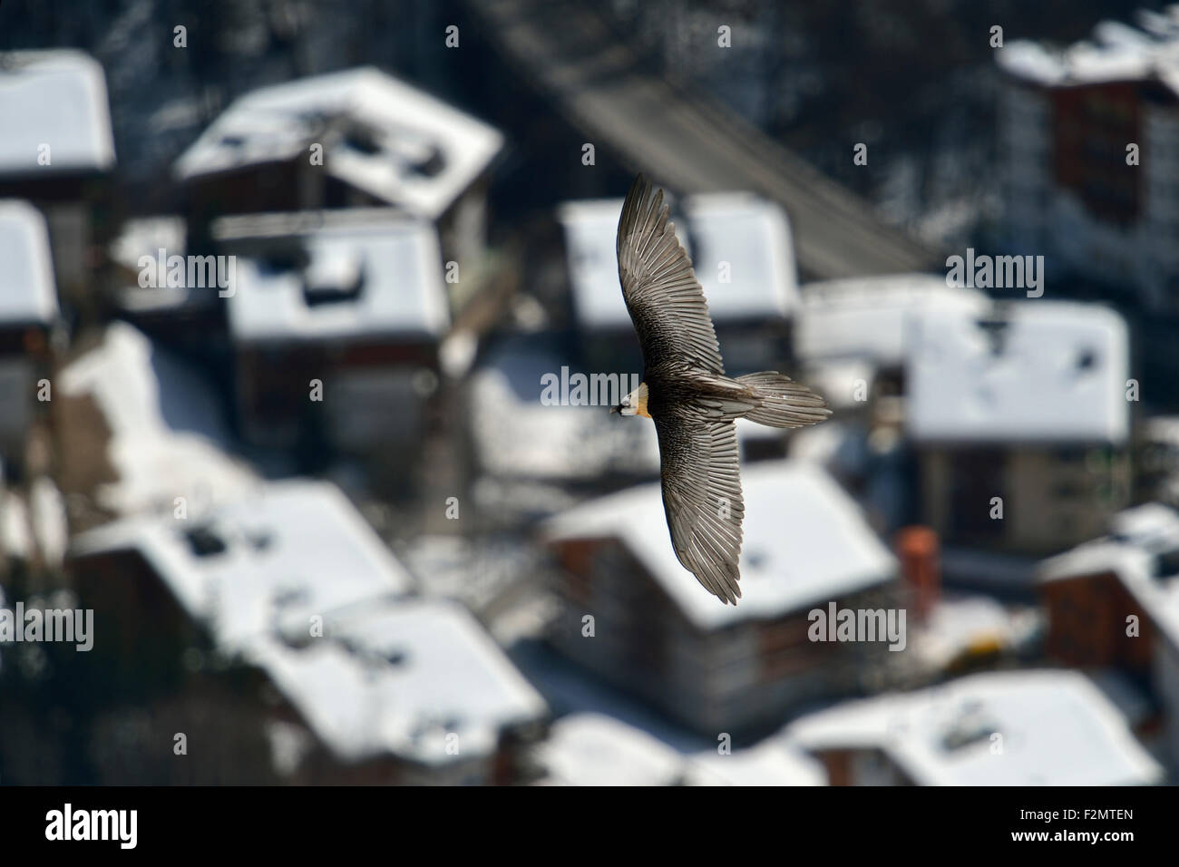 Wilde adult Bartgeier / Bartgeier / Laemmergeier (sollten Barbatus) fliegen über die Dächer einer Stadt in den Schweizer Alpen. Stockfoto