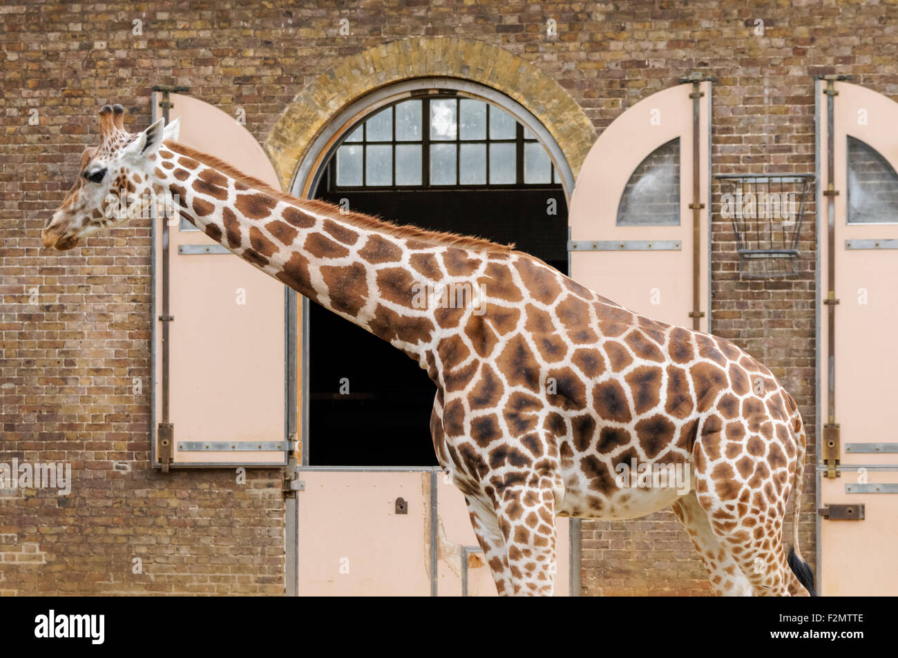 Giraffe im ZSL London Zoo, London England Vereinigtes Königreich UK Stockfoto