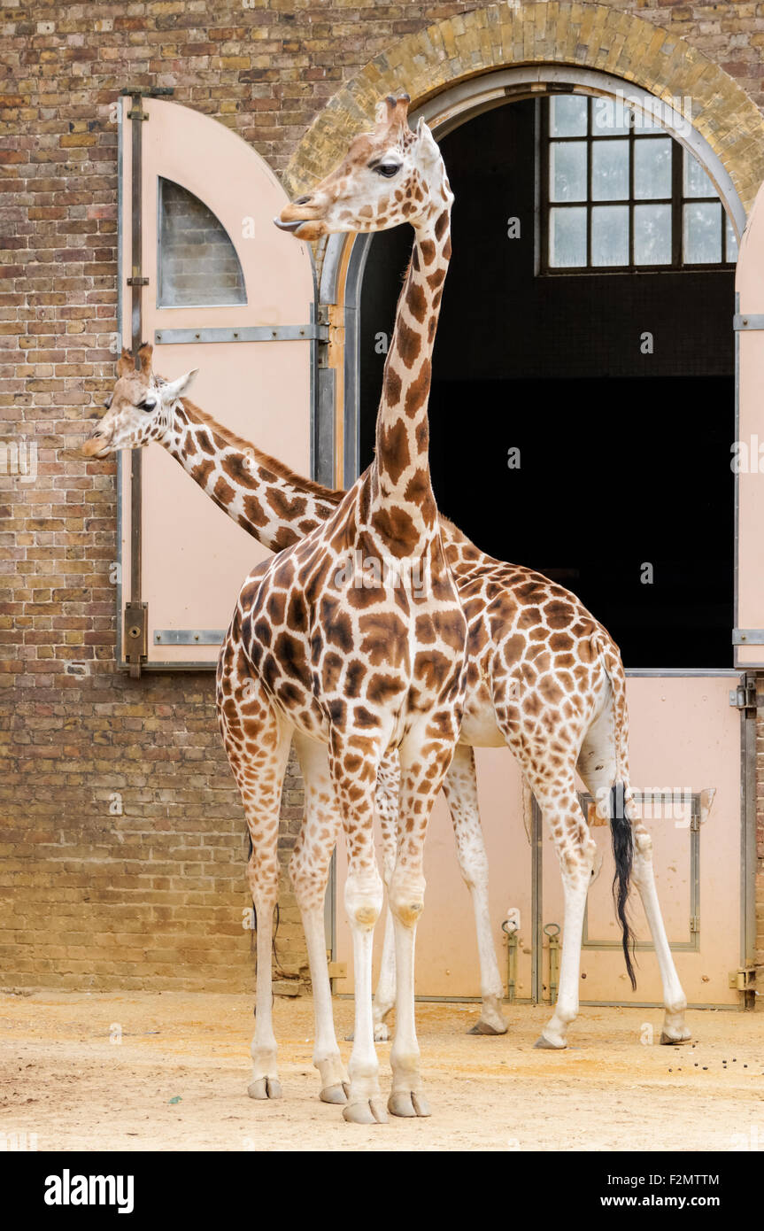 Giraffen im ZSL London Zoo, London England Vereinigtes Königreich UK Stockfoto