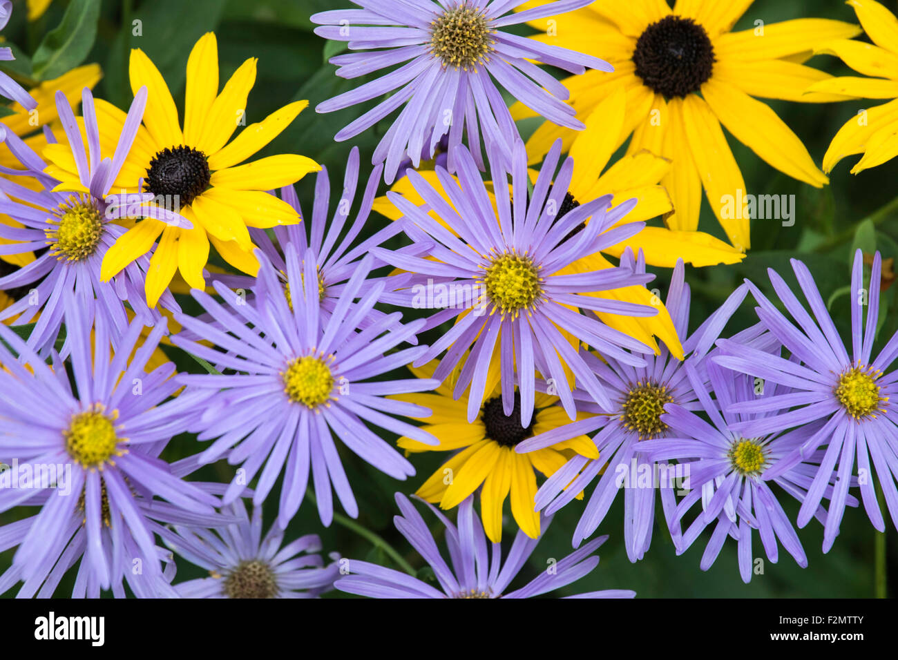 Michaeli Gänseblümchen und Rudbeckias wächst in einem Ferienhaus Blume Grenze, England, UK Stockfoto