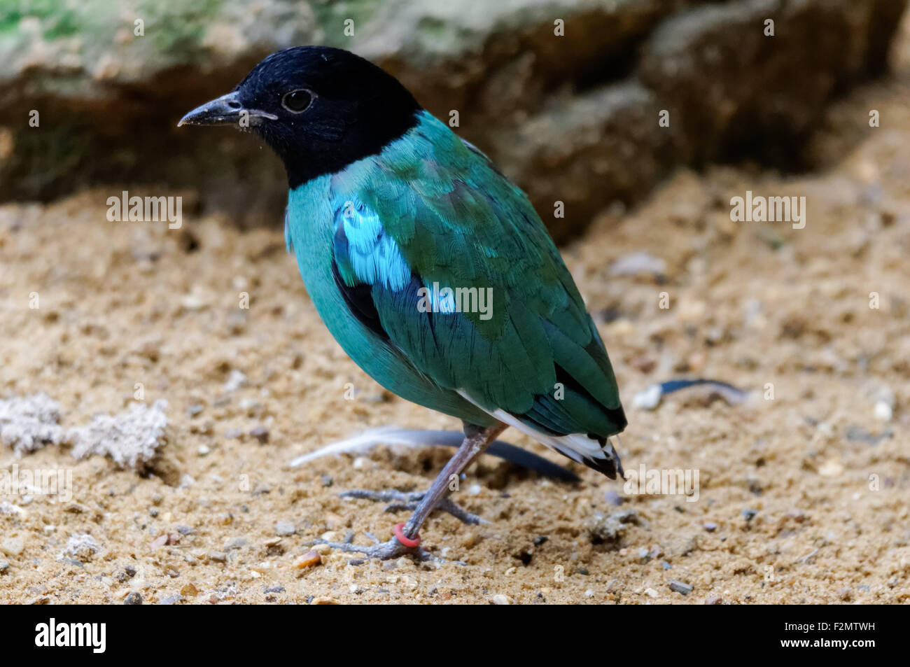 Die Kapuzen Pitta (Pitta Sordida) im ZSL London Zoo, London England Vereinigtes Königreich UK Stockfoto