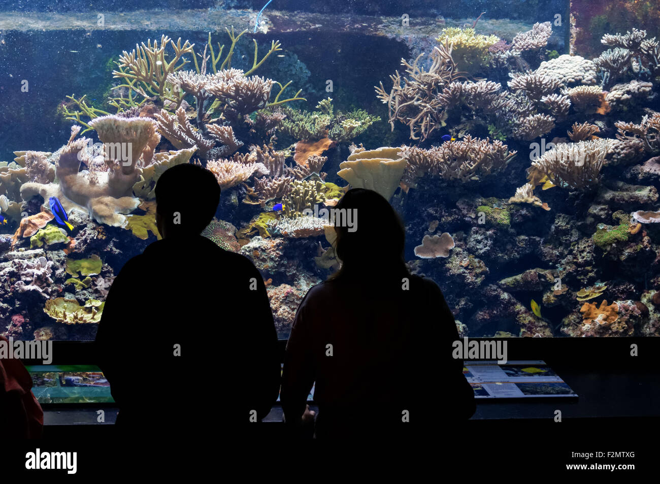 Besucher am ZSL London Zoo-Aquarium, London England Vereinigtes Königreich UK Stockfoto