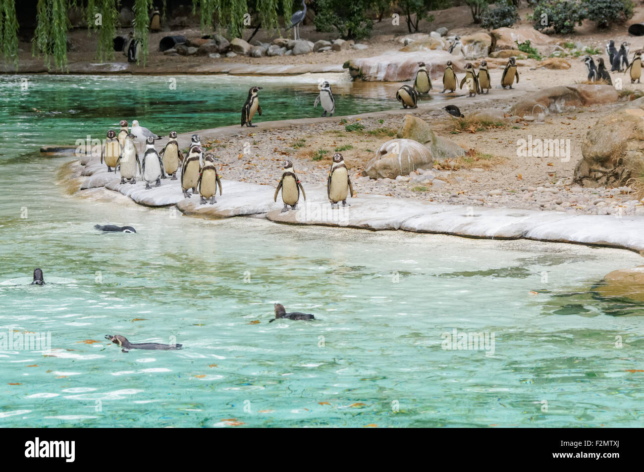 Die Humboldt-Pinguine (Spheniscus Humboldti) im ZSL London Zoo, London England Vereinigtes Königreich UK Stockfoto