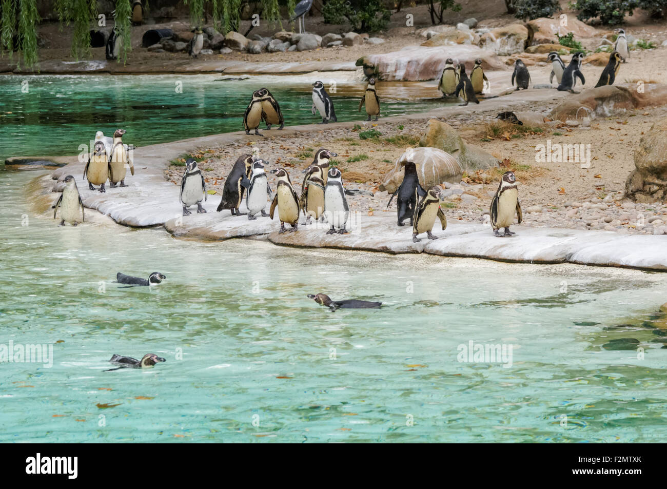 Die Humboldt-Pinguine (Spheniscus Humboldti) im ZSL London Zoo, London England Vereinigtes Königreich UK Stockfoto