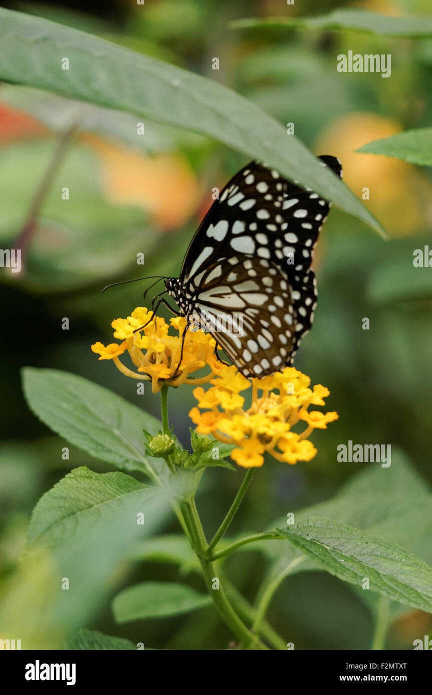 Nahaufnahme des Schmetterlings des Blauen Tigers, Tirumala Limniace Stockfoto