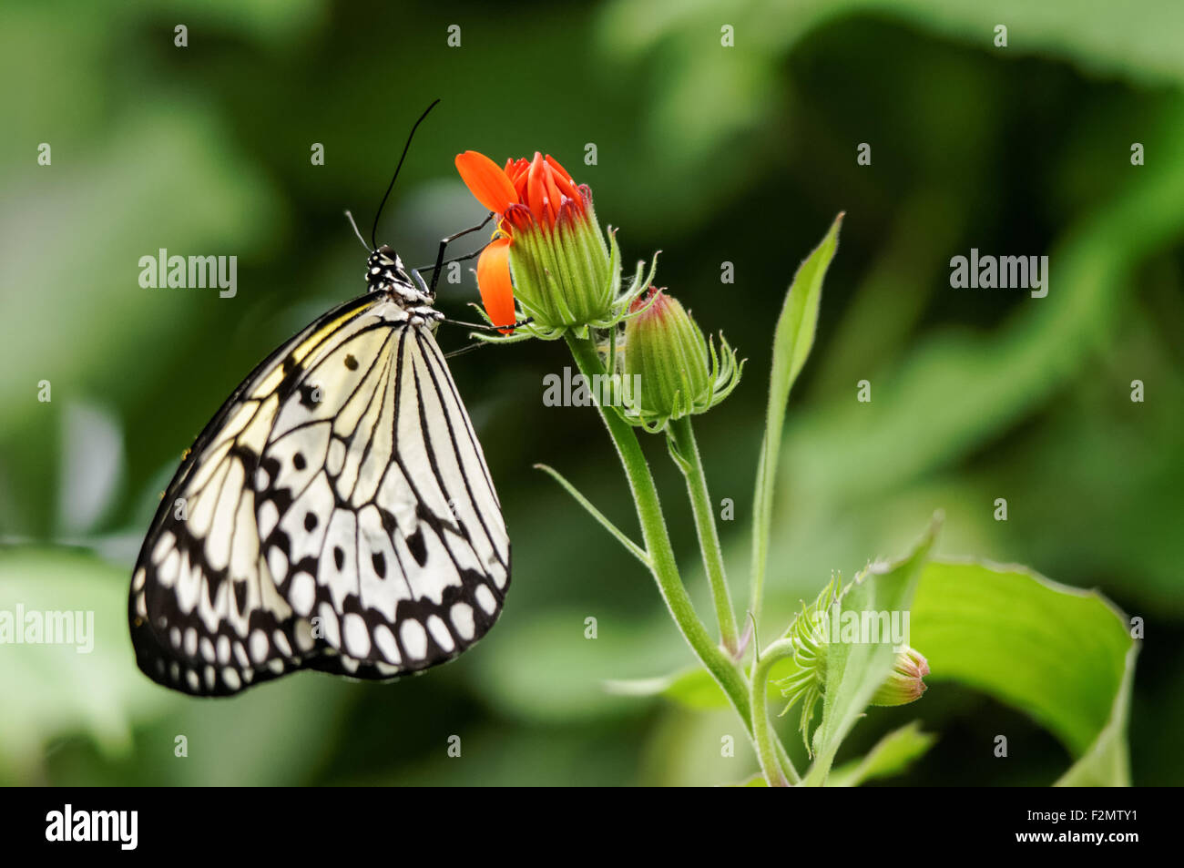 Malabar Baumnymphe Schmetterling, Idee malabarica Stockfoto