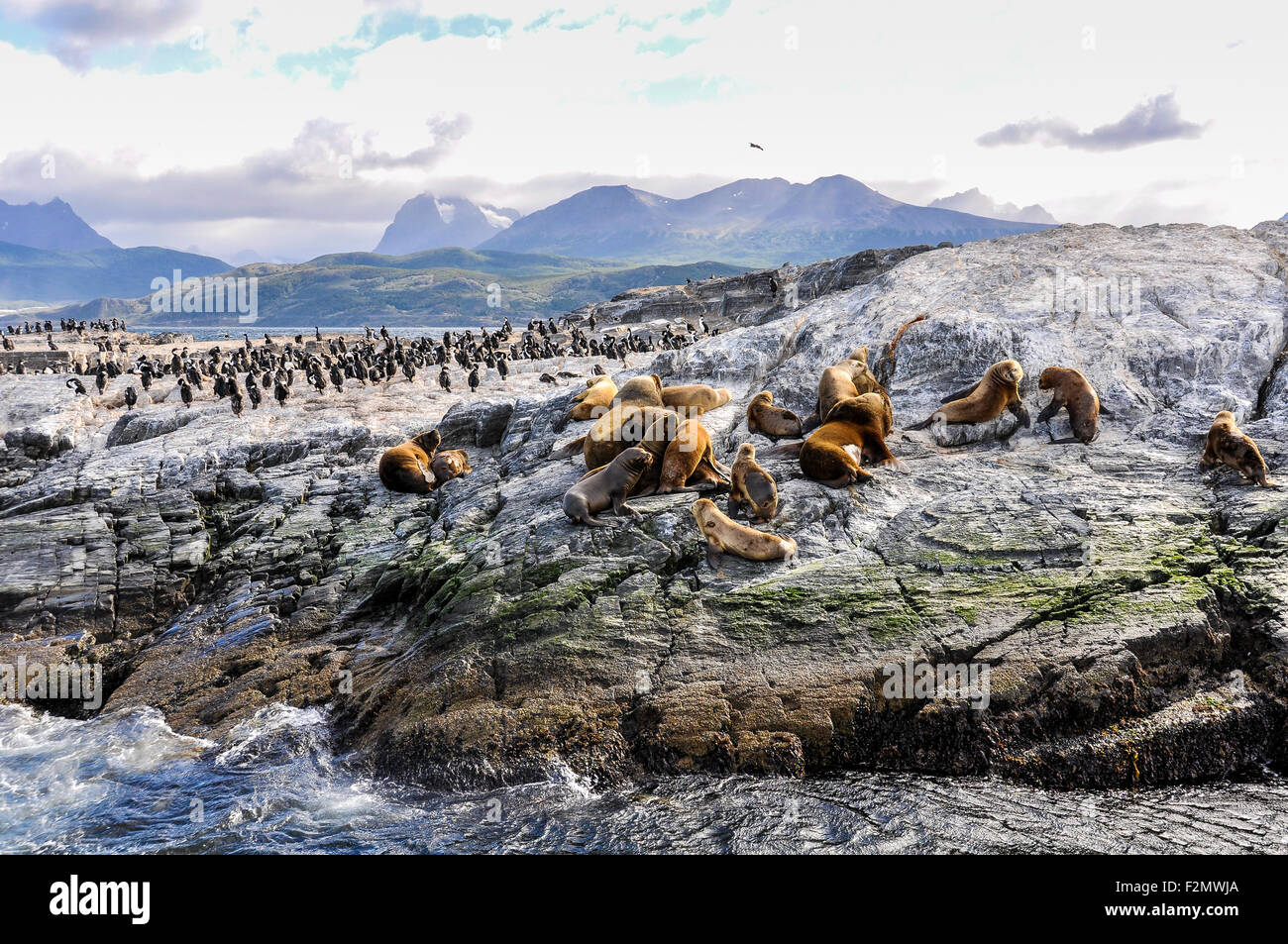 Große Gruppe von Seehunden und Seelöwen auf einer Insel, Beagle-Kanal, Ushuaia, Argentinien Stockfoto