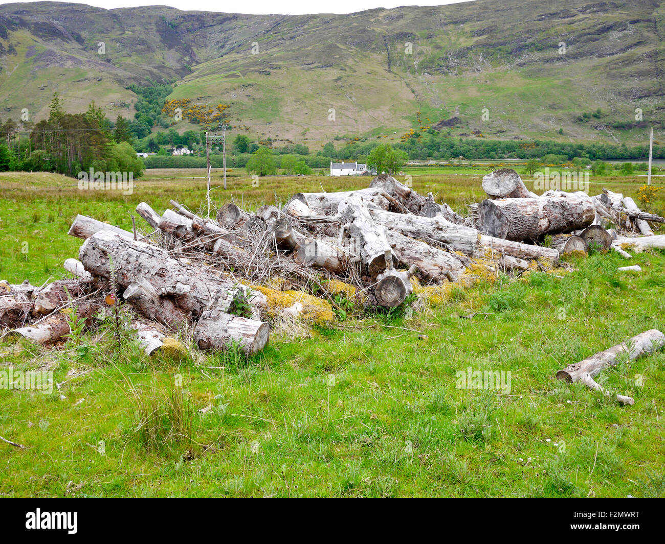 Alten geschnittenen Baumstämmen gebleicht und verwittert. Schottland, Großbritannien. Stockfoto