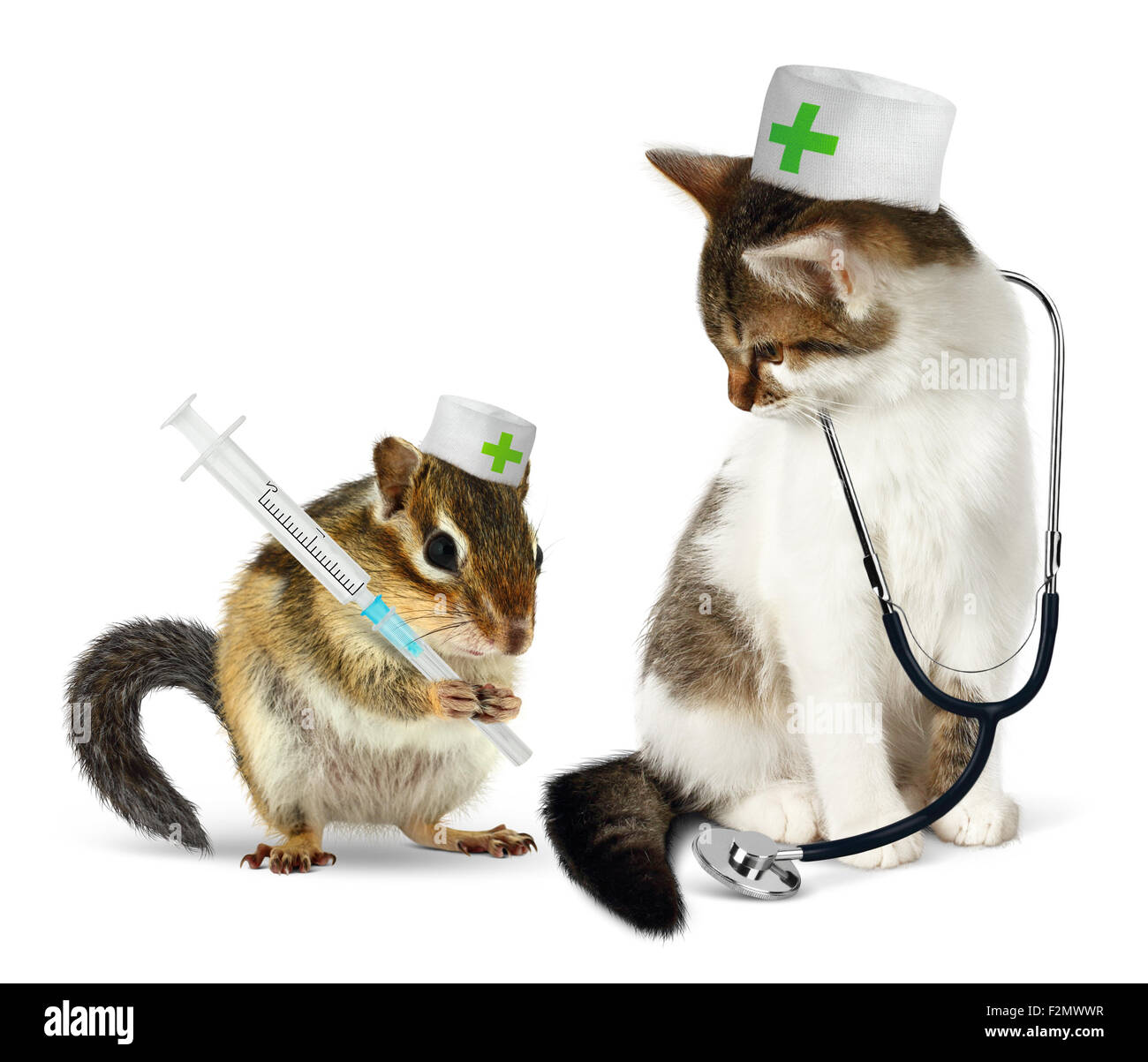 Veterinär-Konzept, Lustige Streifenhörnchen und Katze mit Phonendoscope und Spritze auf weiß Stockfoto