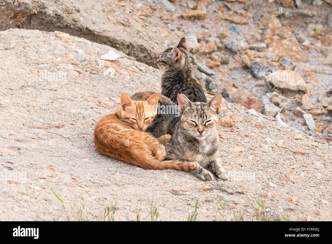 Katzenfamilie auf dem Felsen Stockfoto