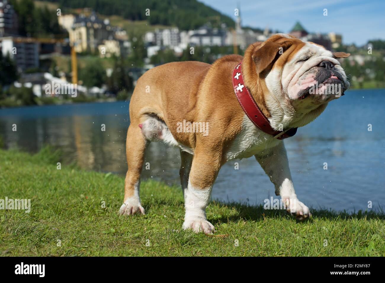 St Moritz Switzerland Dog Dog Stockfotos und -bilder Kaufen - Alamy