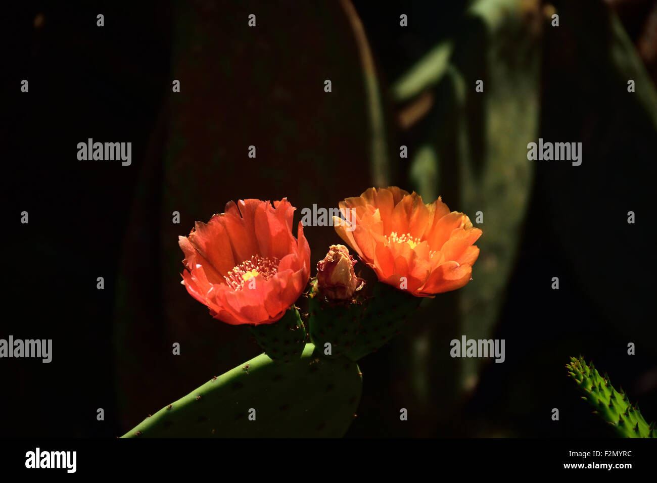 Opuntia, Kaktus, Cactaceae Stockfoto