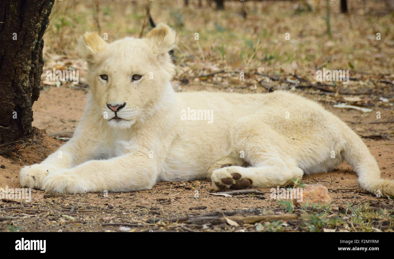 Weiße Löwenjunges, Panthera Leo, Stockfoto