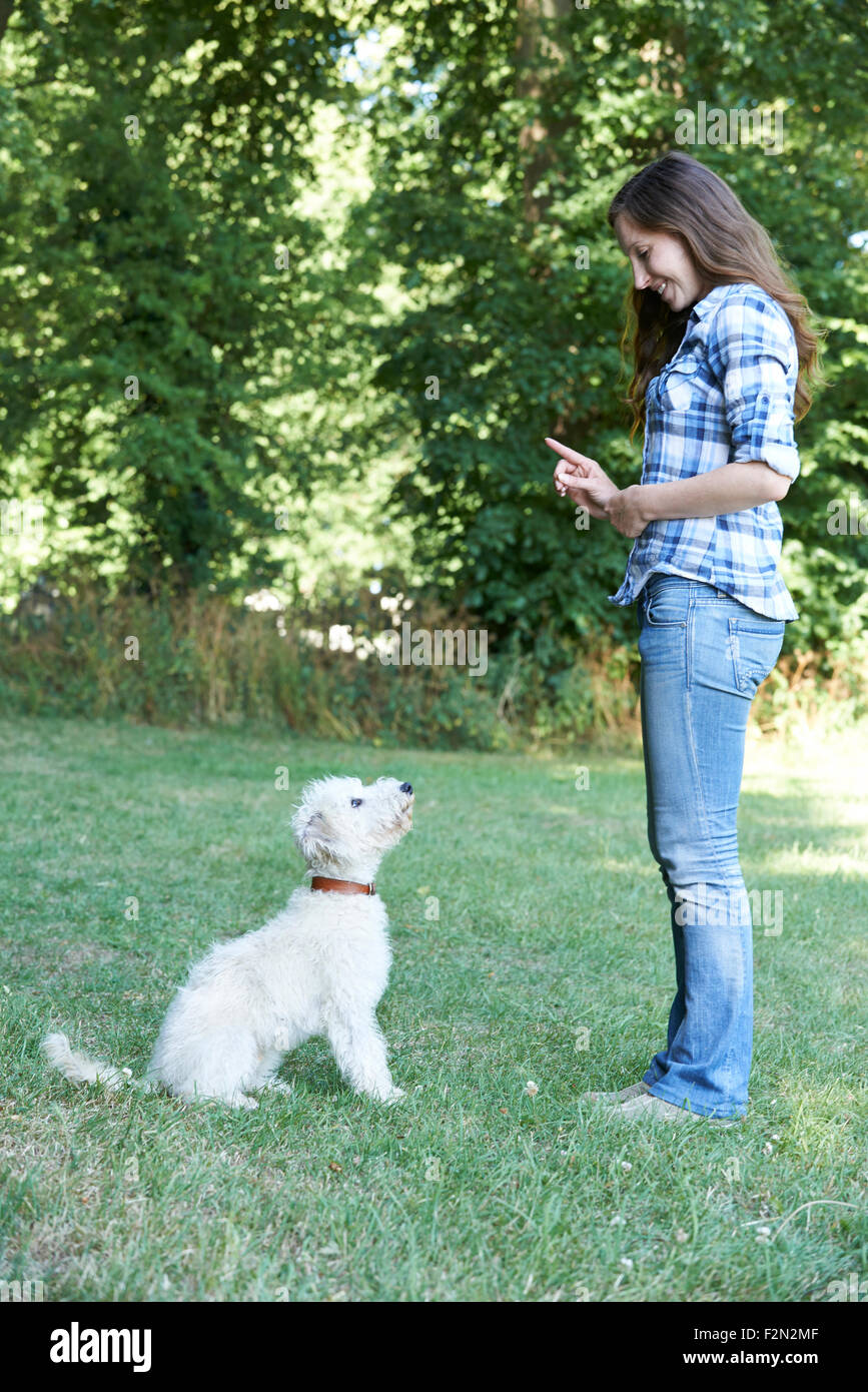 Hund Besitzer Lehre Haustier Lurcher, Sit Stockfoto