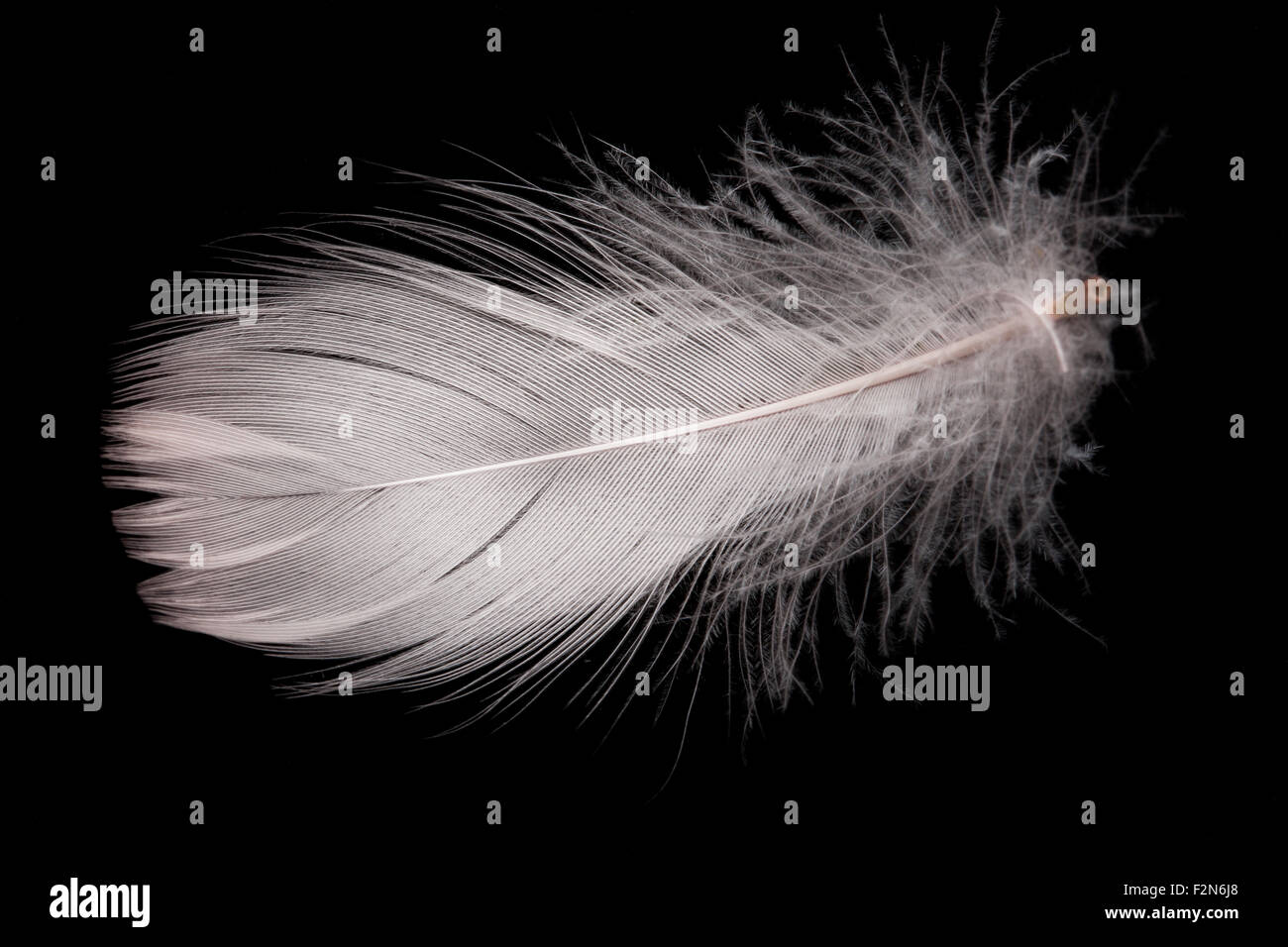 Feder Hintergründe Vogel auf leichte Fantasie Konzepte isolierten weißen Ideen Schwan Weichheit Objekt Flügel Reinheit Feder niemand Stockfoto
