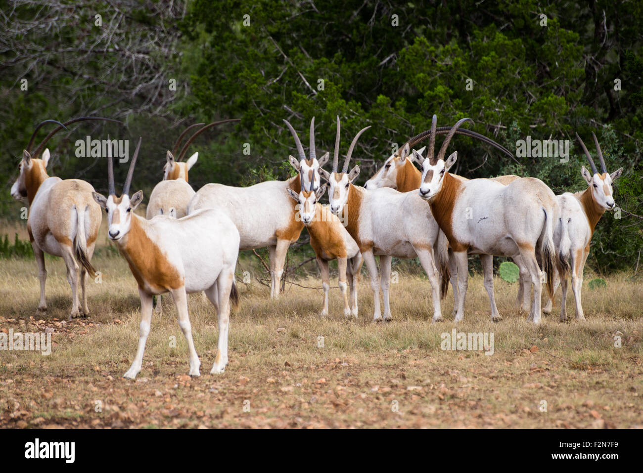 Wilde Scimitar Horned Oryx-Herde. Diese Tiere sind in ihrer Heimat Afrika ausgestorben. Stockfoto
