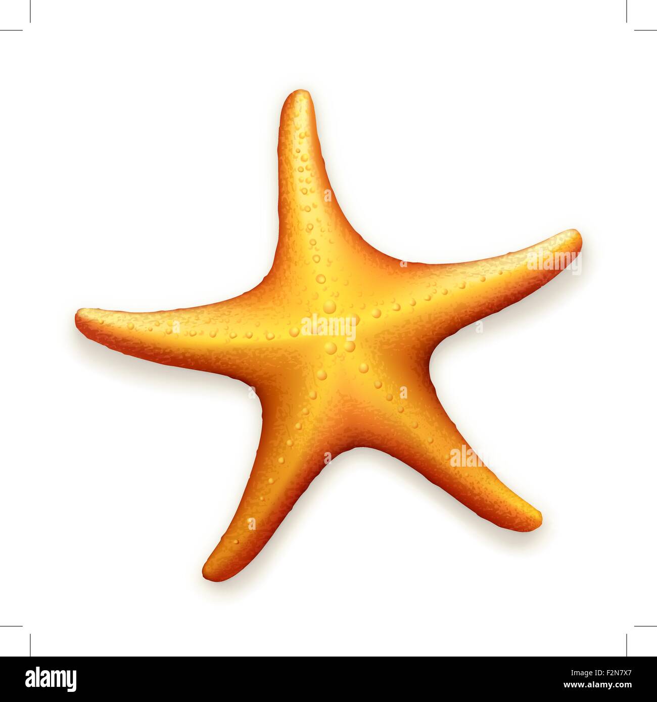 Meer Seestern, Vektor Stock Vektor