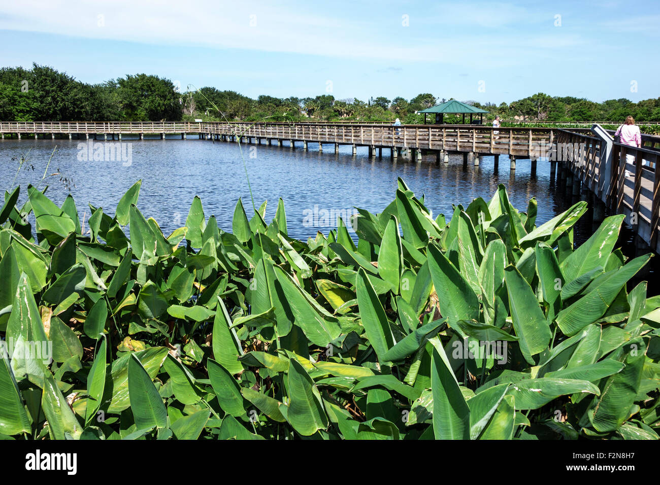 Delray Beach Florida, Wakodahatchee Wetlands, Natur, Naturschutzgebiet, erhöhte Promenade, Wasser, Thalia geniculata, Pfeilwurzel, Feuerflagge, FL150414040 Stockfoto