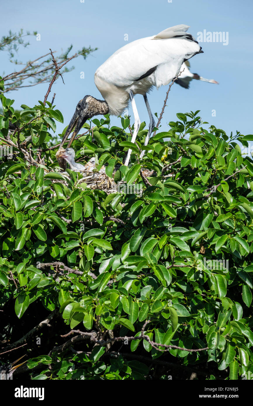 Delray Beach Florida, Wakodahatchee Wetlands, Natur, Naturschutzgebiet, Waldstorch, Mycteria americana, Nest, jung, Jungtiere, Fütterung, Erwachsener, FL150414046 Stockfoto