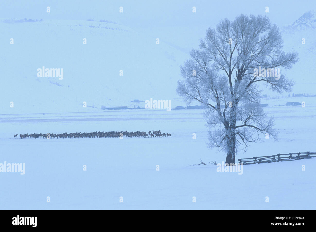 Das National Elk Refuge bietet einen Winter Futterplatz für fast 10.000 Elk, Jackson Hole, Wyoming, USA. Stockfoto