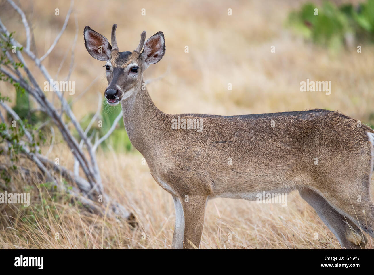 South Texas Jährling Buck Spitze stehend in einem Feld mit Blick auf der linken Seite Stockfoto