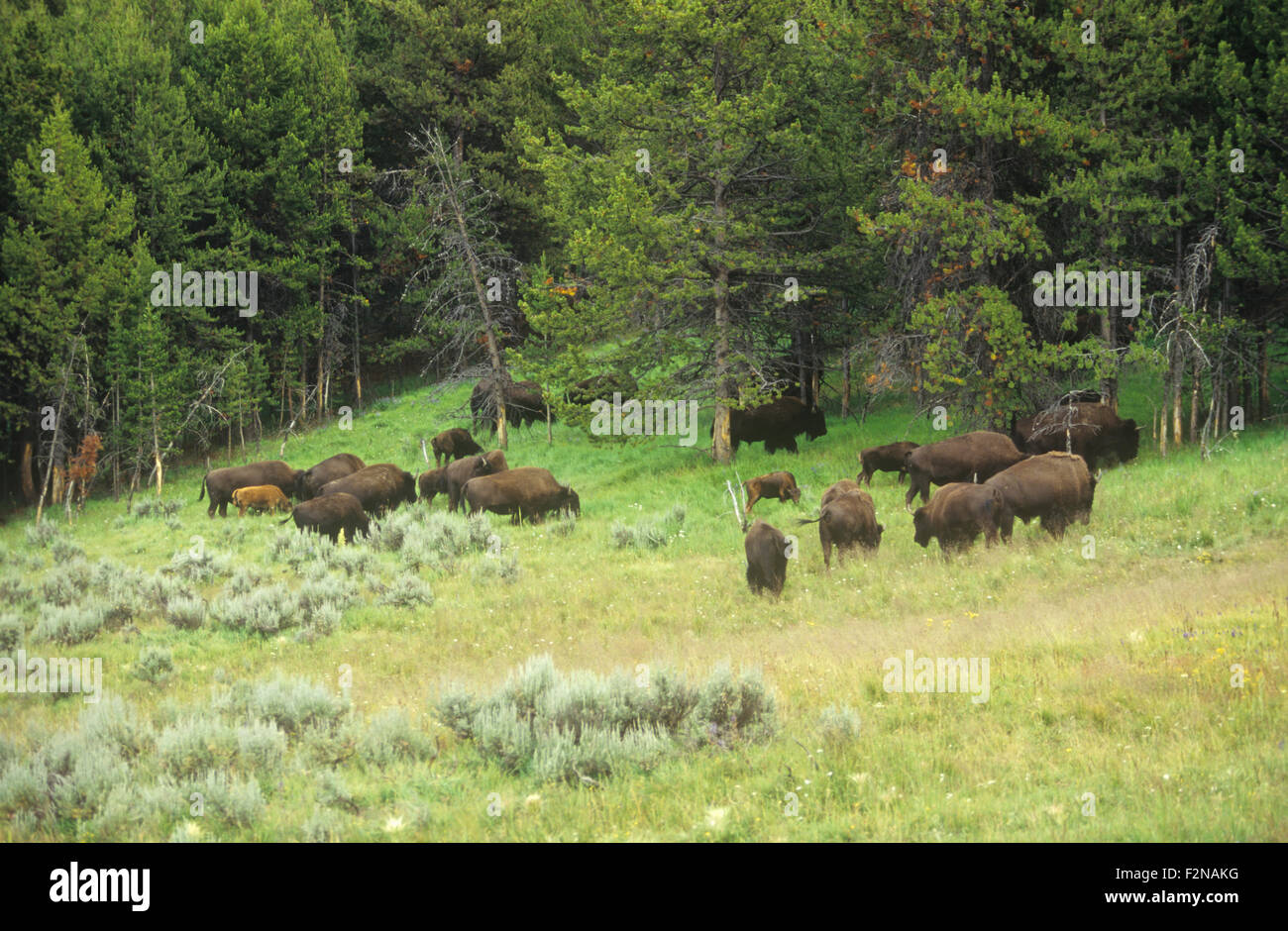 Buffalo (American Bison) Herde, Hayden Valley, Yellowstone-Nationalpark, Wyoming, USA. Stockfoto