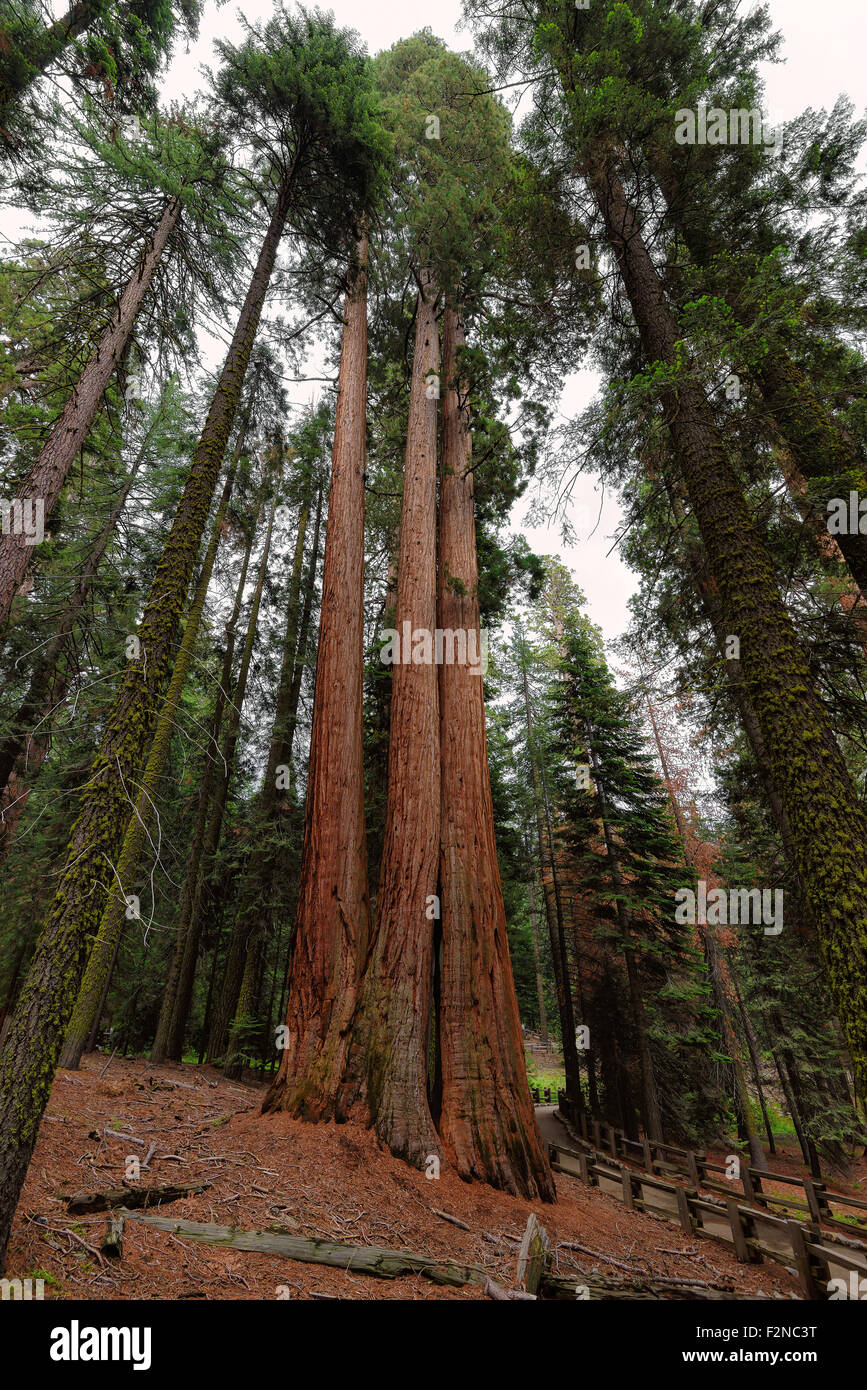 Giant Sequoias Forest. Sequoia National Forest in Kalifornien Sierra Nevada Mountains, USA. Stockfoto