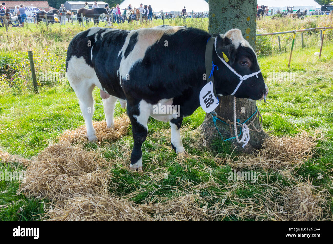 Einen jungen britischen Blue Stier auf der Stokesley Landwirtschaft 2015 Stockfoto