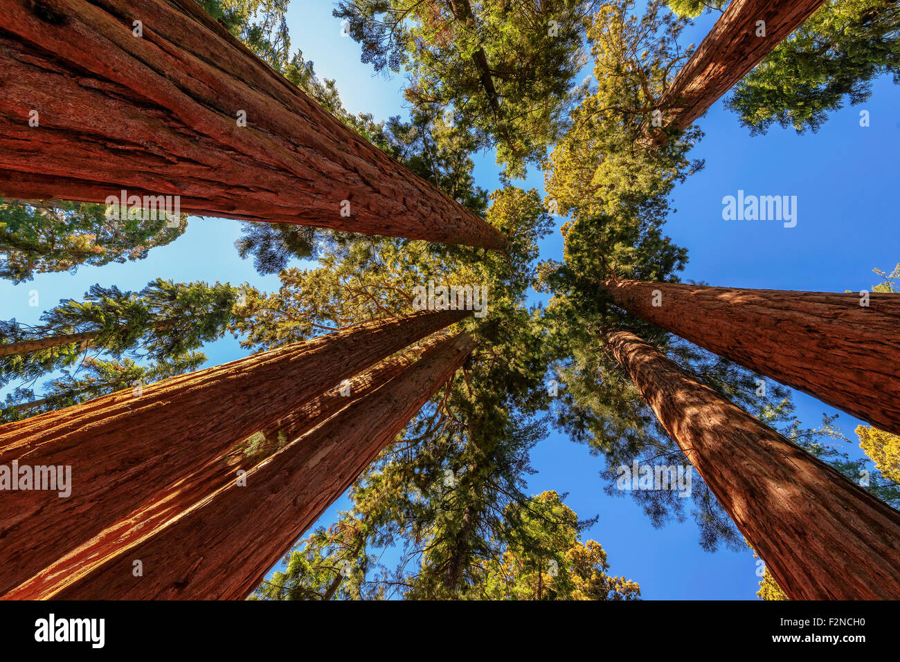 Nahaufnahme der Baumriesen im Sequoia National Park, Kalifornien Stockfoto