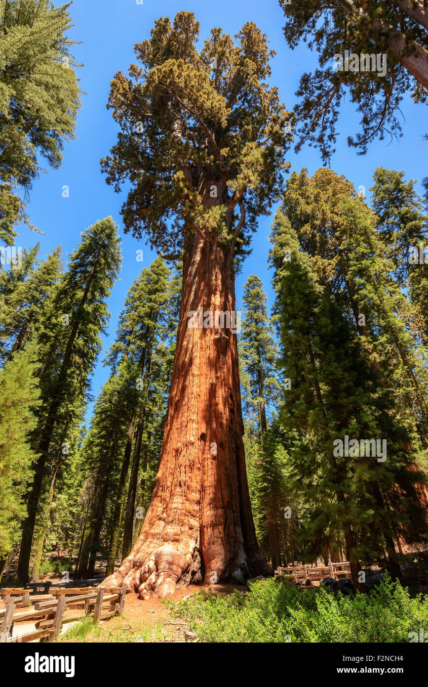 Sequoia Baum steigen in den Himmel, General Sherman Tree, Sequoia National Park Stockfoto