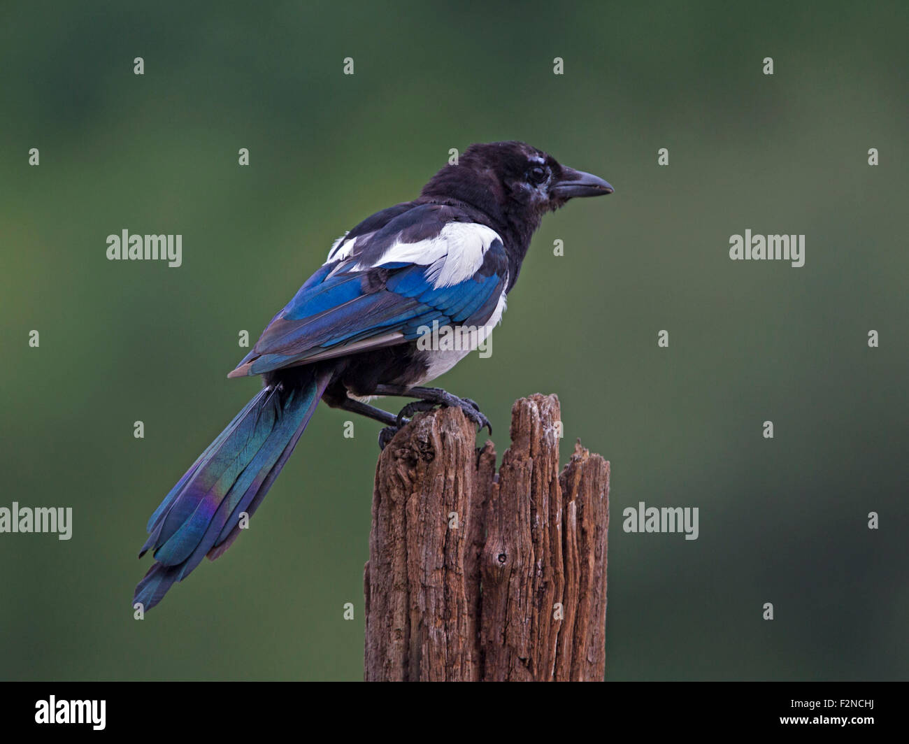 Europäische Elster thront auf post Stockfoto