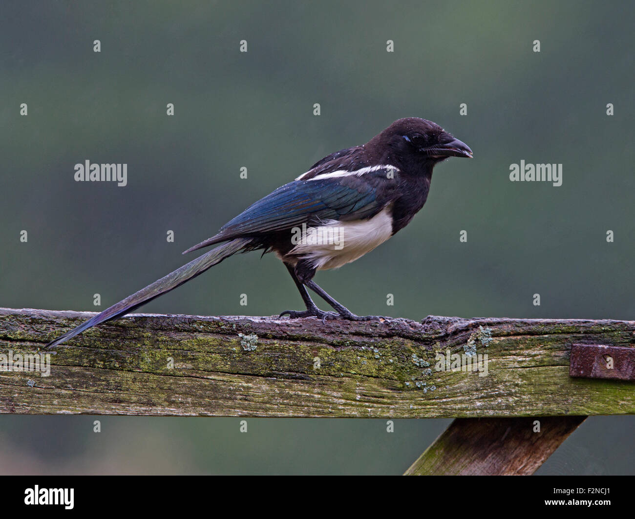 Europäische Elster thront auf Tor Stockfoto