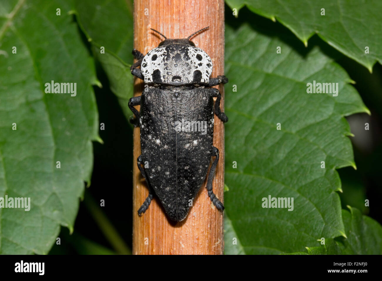 Mikrofotografie eines sp. Capnodis cariosa (englischer Name: Metall Holz - langweilige Käfer) ruht auf einem Zweig. Stockfoto
