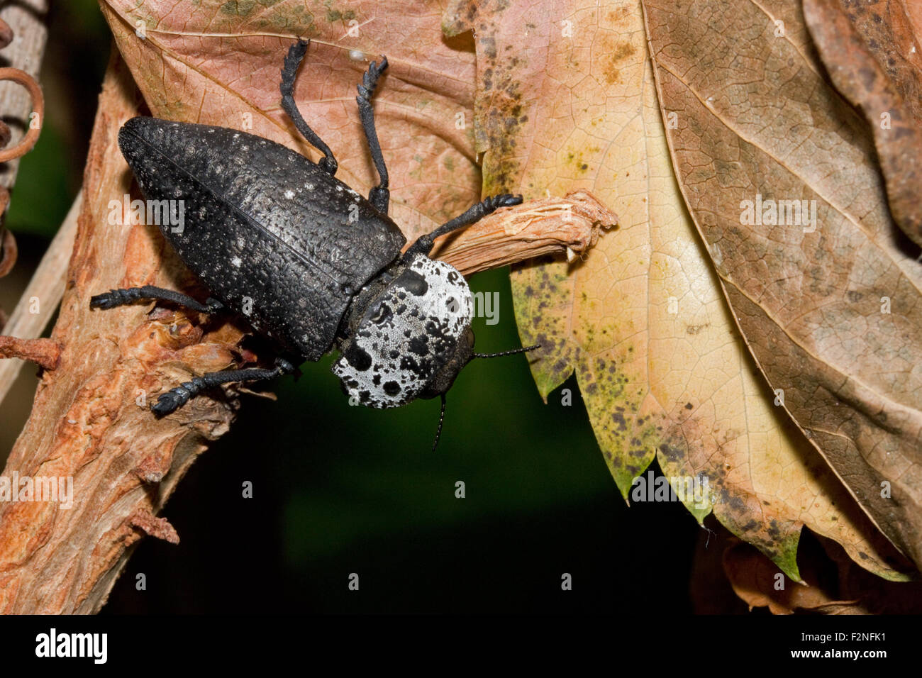Mikrofotografie eines sp. Capnodis cariosa (englischer Name: Metall Holz - langweilige Käfer) ruht auf einem Zweig. Stockfoto