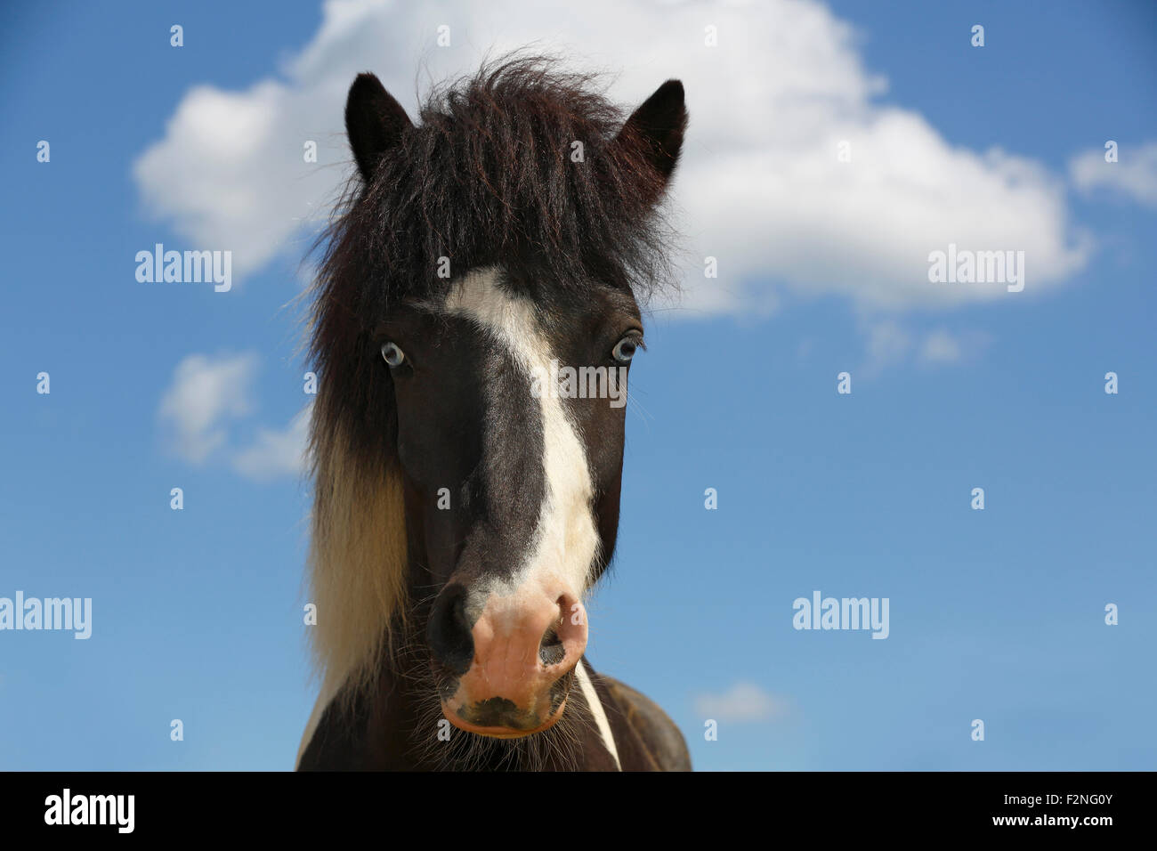 Neugierige junge isländische Pferd, Pony (Equus Przewalskii f. Caballus), blaue Augen, Porträt, Niedersachsen, Deutschland Stockfoto