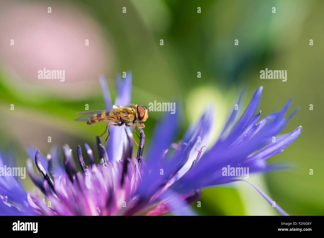 Hoverfly (Epistrophe sp) auf Blume des ewigen Kornblume (Centaurea Montana), Chiemgauer Alpen, Upper Bavaria, Bavaria, Germany Stockfoto