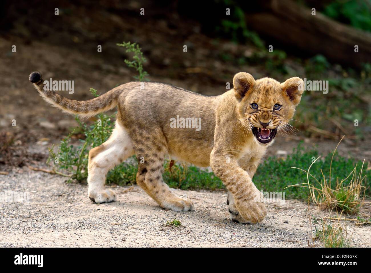 Junger Löwe (Panthera Leo), knurrende, gefangen Stockfoto