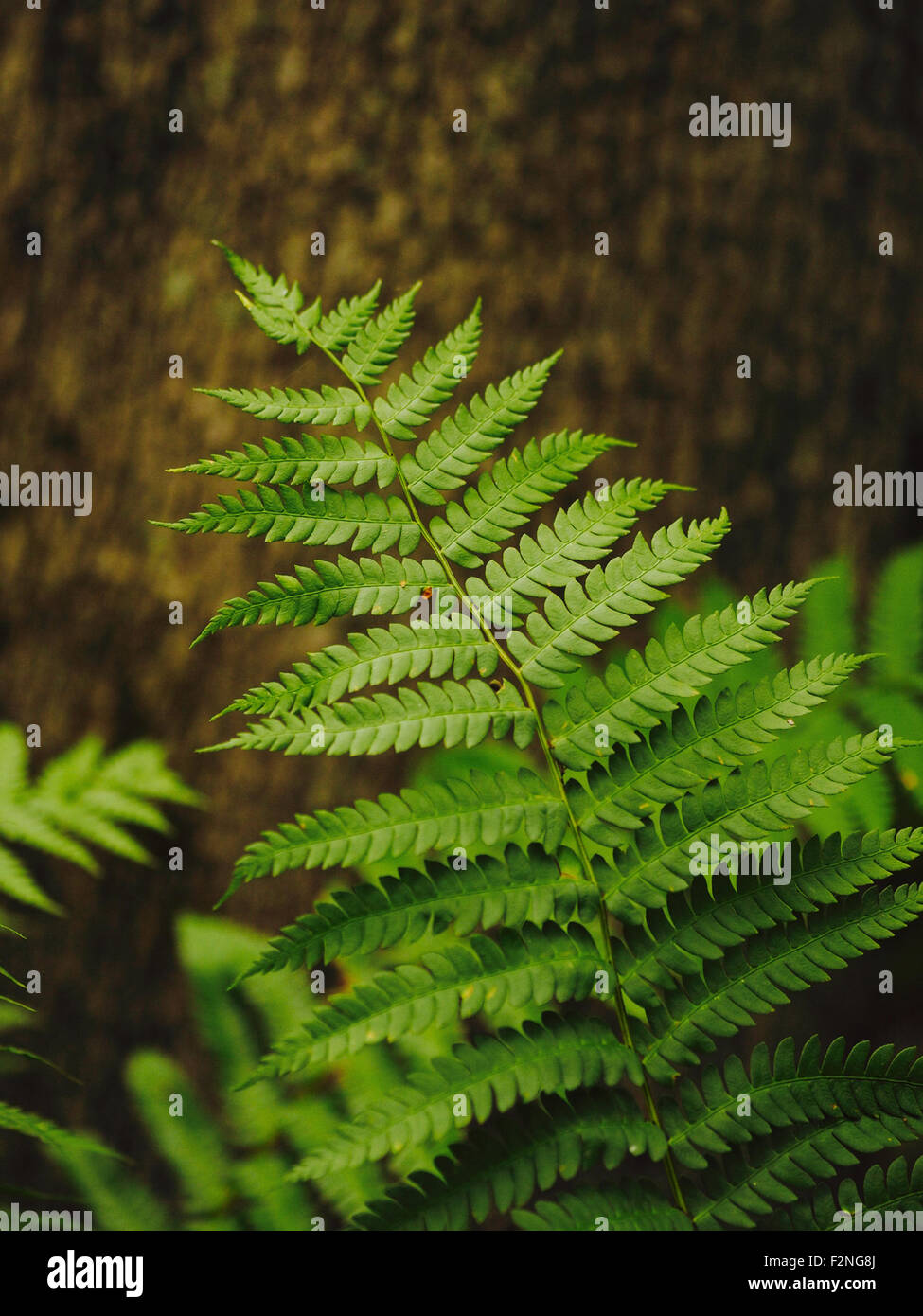 Nahaufnahme von Farn wächst im Wald - Smartphone-aufgenommenes Stockfoto