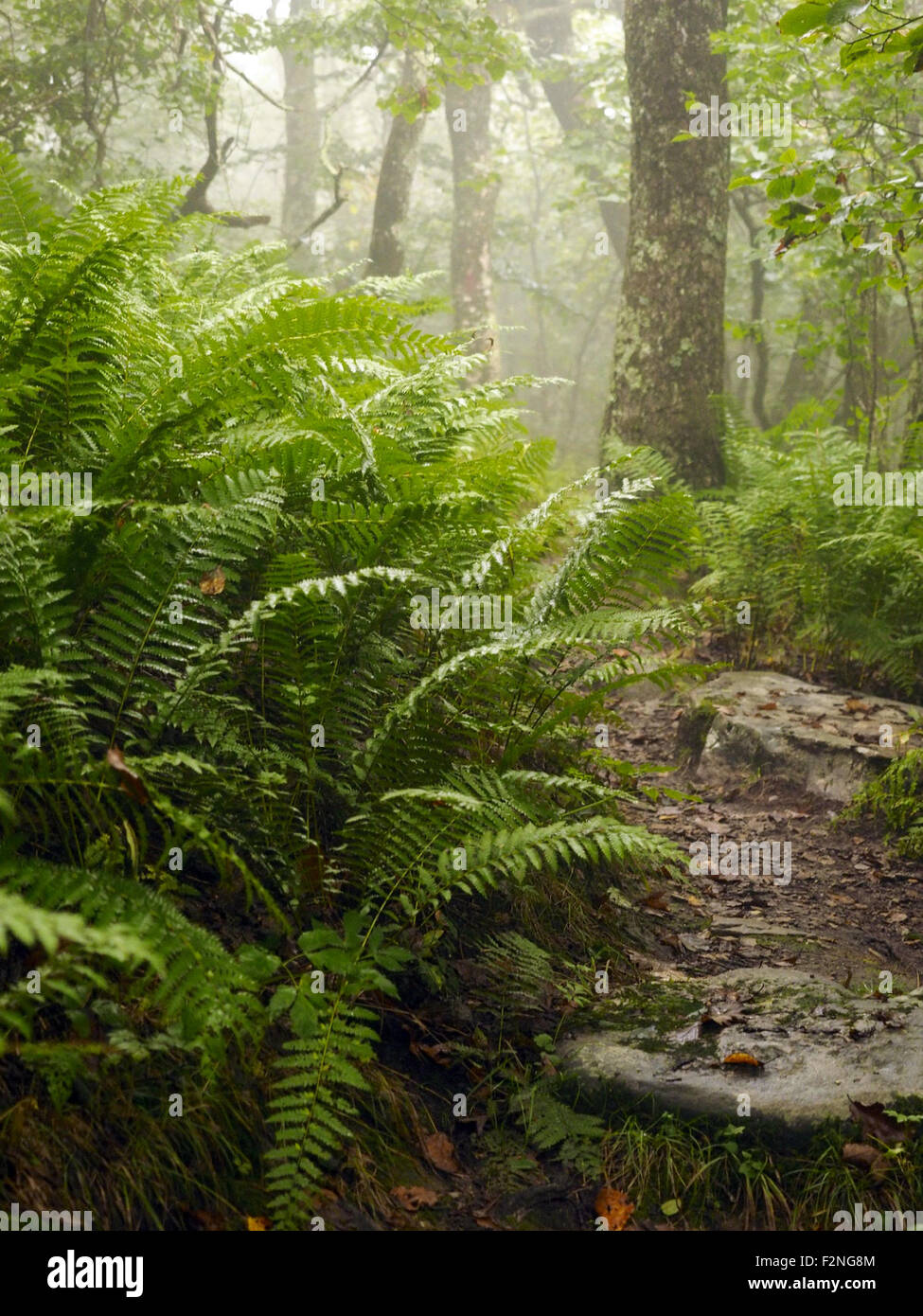 Pflanzen wachsen in nebligen Wald - Smartphone-aufgenommenes Stockfoto