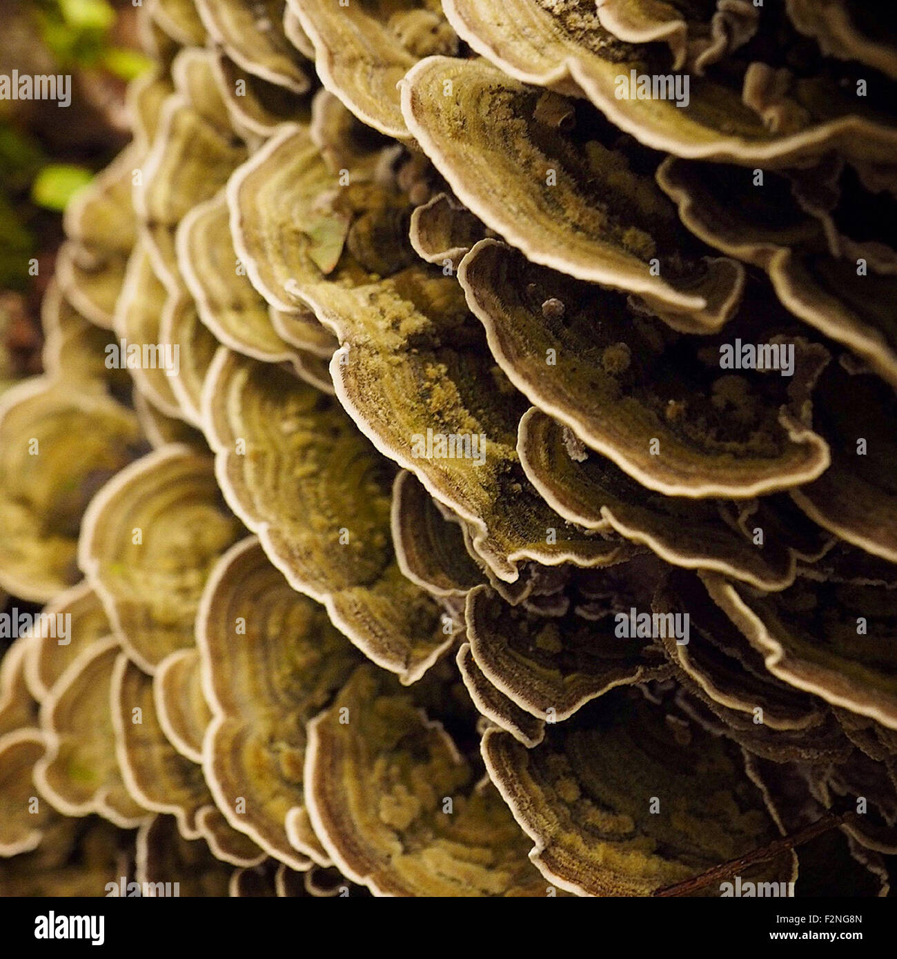 Nahaufnahme von Pilze wachsen auf Baumrinde - Smartphone-aufgenommenes Stockfoto