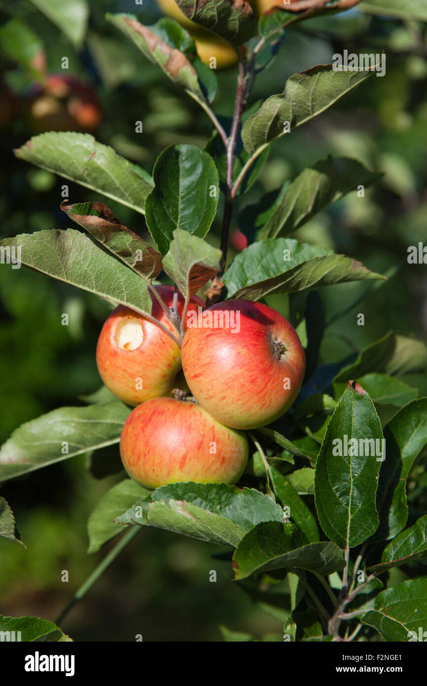 Die Reifen Äpfel bereit für die Kommissionierung, Surrey, Südengland, UK Stockfoto