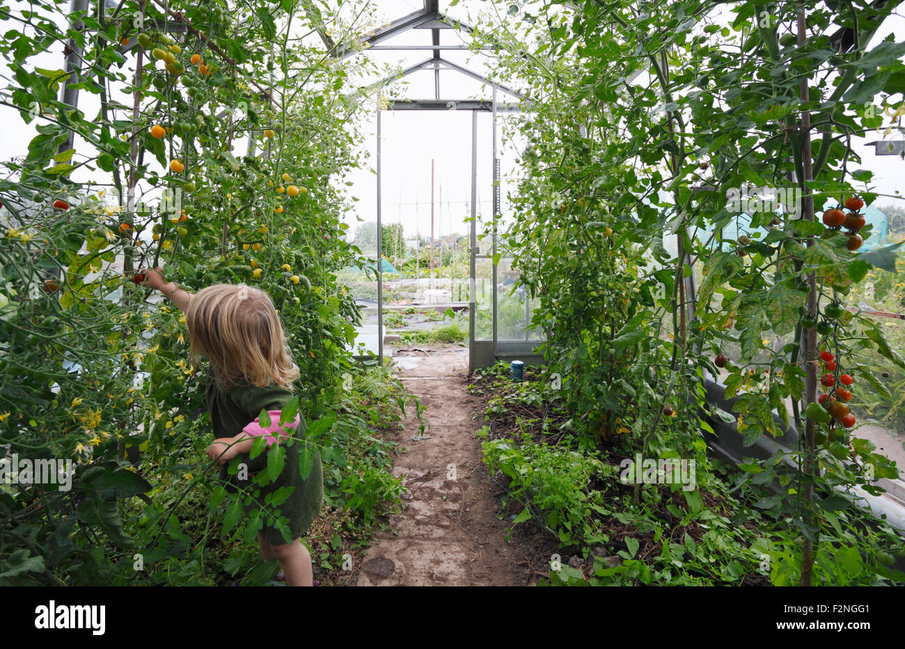 Kleines Mädchen, 2 Jahre alt, Kommissionierung Erbe Tomaten im Gewächshaus. Bristol. VEREINIGTES KÖNIGREICH. Stockfoto