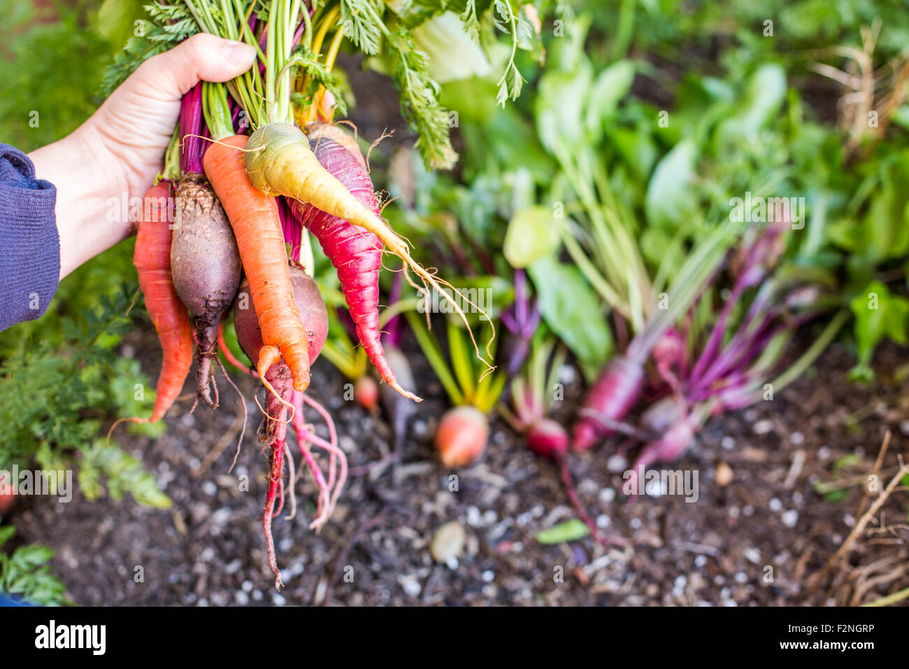 Kaukasische Bauer hält frisches Gemüse im Garten Stockfoto
