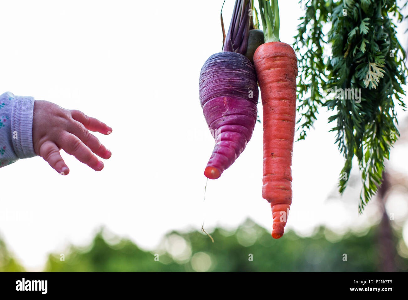 Kaukasische Mädchen Griff nach frischen Karotten Stockfoto