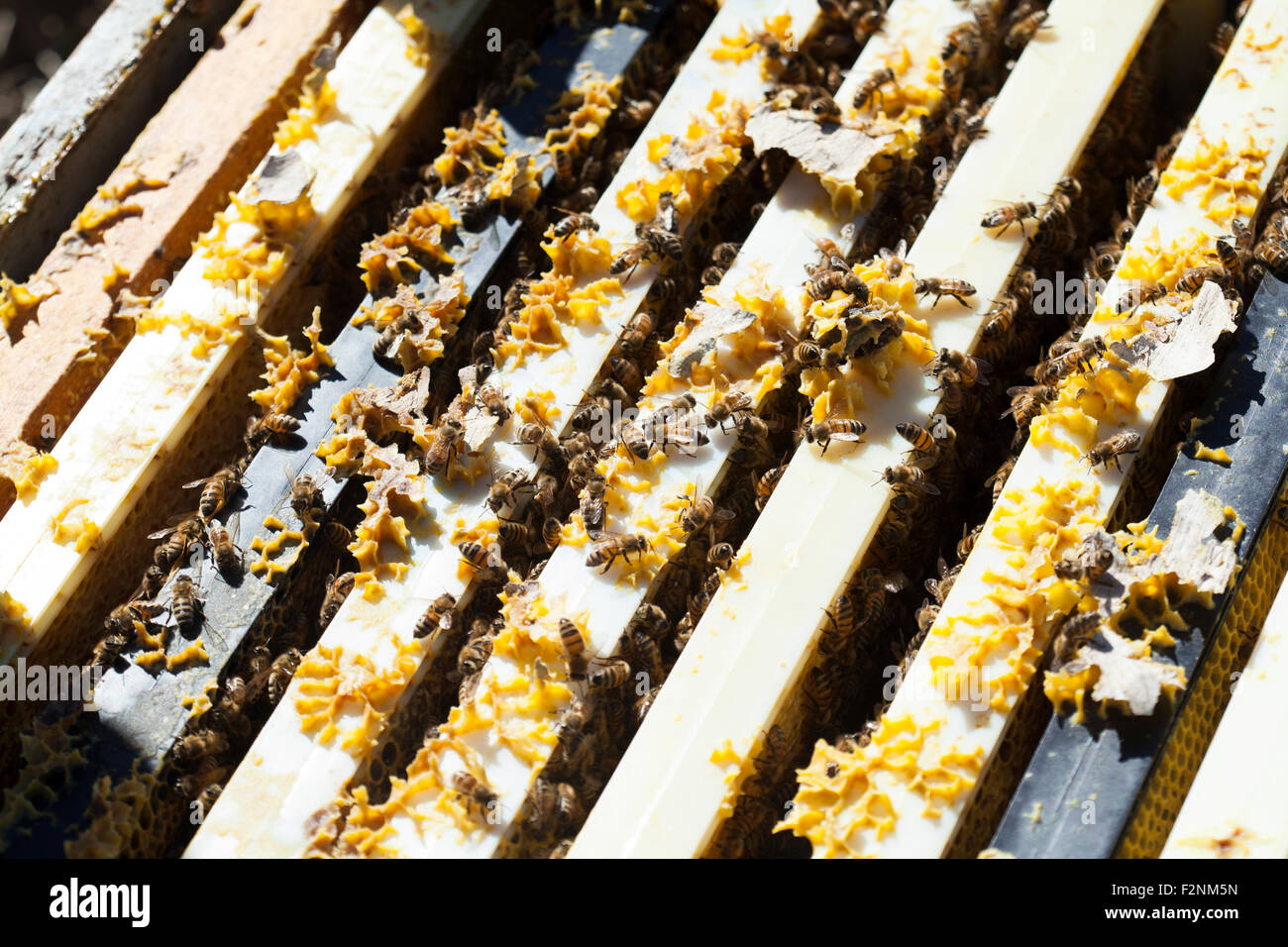 Nahaufnahme von Bienen arbeiten am Bienenstock Stockfoto