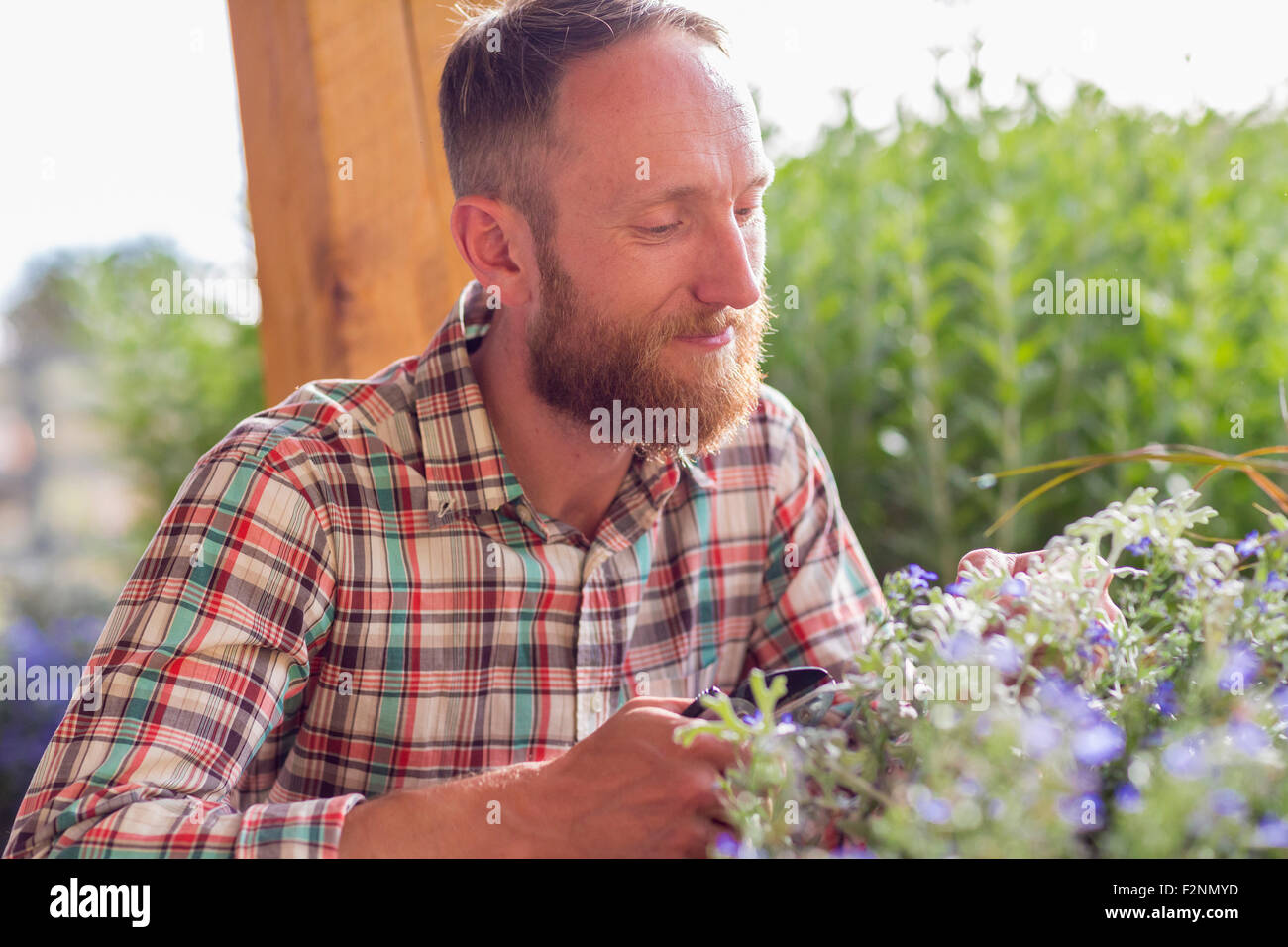 Kaukasischen Mann duftende Blumen im Garten Stockfoto
