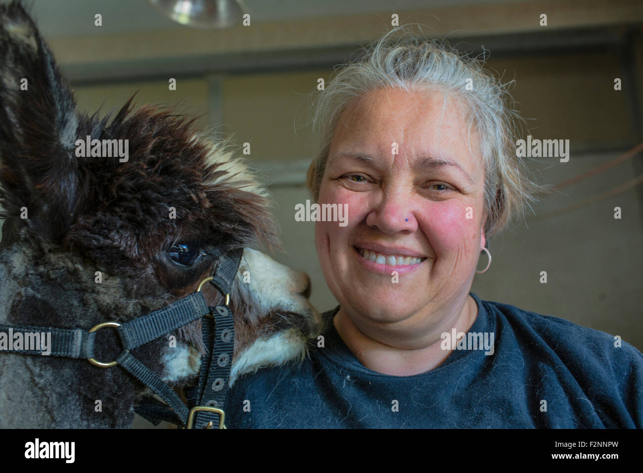 Kaukasische Bauer lächelnd mit Alpaka Stockfoto